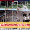 ชายยิงหมาเจ็บ ฉุนกัดไก่ตายเกือบยกเล้า ราคานับหมื่น - เจ้าของหมาโร่แจ้งความ