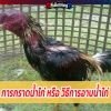 การกราดน้ำไก่ หรือ วิธีการอาบน้ำไก่