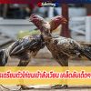 เทคนิคการเตรียมตัวไก่ชนเข้าสังเวียน เคล็ดลับเด็ดๆ ของไก่ชน