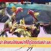 ไก่ชนพม่า ลักษณะไก่ชนพม่าที่ดีดูโดดเด่นสง่า และมีแววรุ่ง