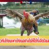 ความรู้เกี่ยวกับไก่ชนเพาะไก่ชนอย่างไรให้ได้ทั้งจิตใจและชั้นเชิงที่ดี 