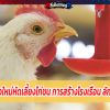 วิธีการมือใหม่หัดเลี้ยงไก่ชน การสร้างโรงเรือน ลักษณะที่ดี