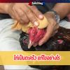 ไก่เป็นตะคริว แก้ไขอย่างไร 