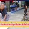 ตาสุดฉงน ไก่ชนทยอยหาย ที่แท้งูเขมือบหมด สุดท้อใจเหลือตัวเดียว