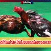 สุดยอดไก่ชนม้าล่อ ไก่เชิงชนยอดนิยมของบรรดาเซียน