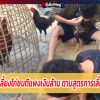 สูตรการเลี้ยงไก่ชนตีแพงเงินล้าน ตามสูตรการเลี้ยง 21 วัน