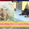 เจอแล้ว 2 หมาจรจัดอาศัยป้อมตำรวจ ร.ต.ท.รุดเจรจากัดไก่ชนตายนับร้อยตัว