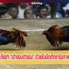 ช็อก! ไก่ชนอินเดียฆ่า “เจ้าของตัวเอง” ด้วยใบมีดติดขา