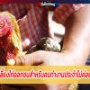 สูตรเลี้ยงไก่ออกชนสำหรับคนทำงานประจำไม่ค่อยมีเวลา