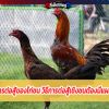 ลักษณะการต่อสู้ของไก่ชน วิธีการต่อสู้เชิงชนต้องมีแผลต้องแม่น