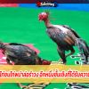 ความรู้เกี่ยวกับไก่ชนไก่พม่าล่อรำวง อีกหนึ่งชั้นเชิงที่ได้รับความนิยมในปัจจุบัน