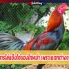 เทคนิคในการไล่แข็งไก่ของไก่พม่า เพราะแตกต่างจากไก่บ้านเรา