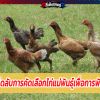 เคล็ดลับการคัดเลือกไก่แม่พันธุ์เพื่อการพัฒนา