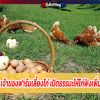 ไอเดียเจ๋ง เจ้าของฟาร์มเลี้ยงไก่ เปิดธรรมะให้ไก่ฟังเพิ่มผลผลิตไข่