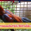 ไก่เกิดจากการพองลมต้องทำยังไง วิธีแก้ตามนี้เลย ลองทำกันดู