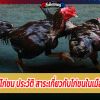 เรียนรู้ไก่ชน ประวัติ สาระเกี่ยวกับไก่ชนในเมืองไทย