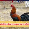 แก้เคล็ดไก่ชน เพิ่มความมงคลตามความเชื่อโบราณ