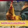 โรคไก่ที่ควรระวัง พร้อมวิธีป้องกัน