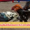 คนเลี้ยงไก่ไม่ควรพลาด กับ 5 อาหารไก่ชน