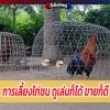 การเลี้ยงไก่ชน ดูเล่นก็ได้ ขายก็ดี