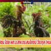 โด้ปไก่ชน โดย ผศ.น.สพ.ดร.สมโภชน์ วีระกุล (หมอแก้ว)