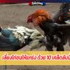 เคล็ดเด็ด 10 ข้อ กับวิธีเลี้ยงไก่ชนให้แกร่ง 