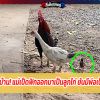 งงกันทั้งบ้าน! แม่เป็ดฟักออกมาเป็นลูกไก่ ยันมีพ่อเป็น ไอ้โต้ง