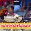 การส่งแทงไก่ชนไทย ไปสู่ต่างประเทศ