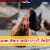 เลี้ยงไก่ให้พร้อมออกชน ด้วยอาหารหลัก อาหารเสริม สำหรับไก่ชนโดยเฉพาะ