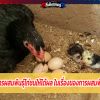 เทคนิคการผสมพันธุ์ไก่ชนให้ได้ผล ในเรื่องของการผสมพันธุ์ไก่ชน