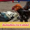 เลี้ยงไก่ชนให้แกร่ง ด้วย 10 เคล็ดลับนี้