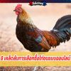 8 เคล็ดลับการเลือกซื้อไก่ชนแบบออนไลน์