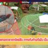 ป.ป.ส.ภ.5 ขายทอดตลาดทรัพย์สิน จากแก๊งค้าเฮโรอีน เป็นไก่ชน 111 ตัว 