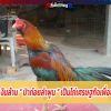 ไก่ชนเงินล้าน “ ป่าก๋อยลำพูน ” เป็นไก่เศรษฐกิจเพื่อชาวบ้าน