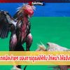 วิชาลับ เทคนิคง่ายๆ ของการดูแลให้กับ ไก่พม่า ให้แข็งแรง ตีเก่ง
