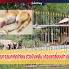 เพื่อนบ้านฉุน หมาจรบุกกัดไก่ชน ตัวเป็นหมื่น เกือบเกลี้ยงเล้า ชักปืนยิงขาพรุน