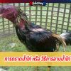 การกราดน้ำไก่ หรือ วิธีการอาบน้ำไก่