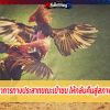 การแก้ไขไก่อาการทางประสาทขณะเข้าชน ให้กลับคืนสู่สภาพพร้อมชนต่อ 