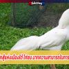 ยอดนักสู้แห่งเมืองใต้ ไก่ชน มากความสามารถในการตีคู่ต่อสู้