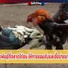 3 สายพันธุ์ที่ตลาดไก่ชน ให้การยอมรับและซื้อขายมากที่สุด