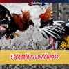 5 วิธีดูแลไก่ชน แบบได้ผลจริง