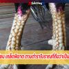 สุดยอดไก่ชน เกล็ดพิฆาต ตามตำราโบราณที่ถือว่าเป็นสุดยอดไก่
