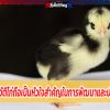 การทำประวัติไก่ถือเป็นหัวใจสำคัญในการพัฒนาและปรับปรุงพันธุ์ 