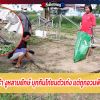 เจ้าของเศร้า งูหลามยักษ์ บุกกินไก่ชนตัวเก่ง แต่ถูกอวนพันหนีไม่รอด