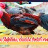  เปิดตำราไก่ชน วิธีดูไก่ที่เก่งมาตั้งแต่เกิด สำหรับนักพนันมือใหม่ที่เพาะพันธ์ไก่