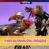 ไก่พันธุ์นักสู้