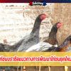 ไก่ชนบราซิลแนวทางการพัฒนาไก่ชนยุคใหม่