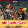 วิเคราะห์ เชิงไก่ชน(ความรู้เรื่องไก่ชน )