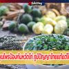 พืชสมุนไพรป้องกันหวัดไก่ ภูมิปัญญาไทยแท้แต่โบราณ
