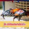 รู้ยัง..เชิงไก่ชนแต่ละสายมีอะไรบ้าง